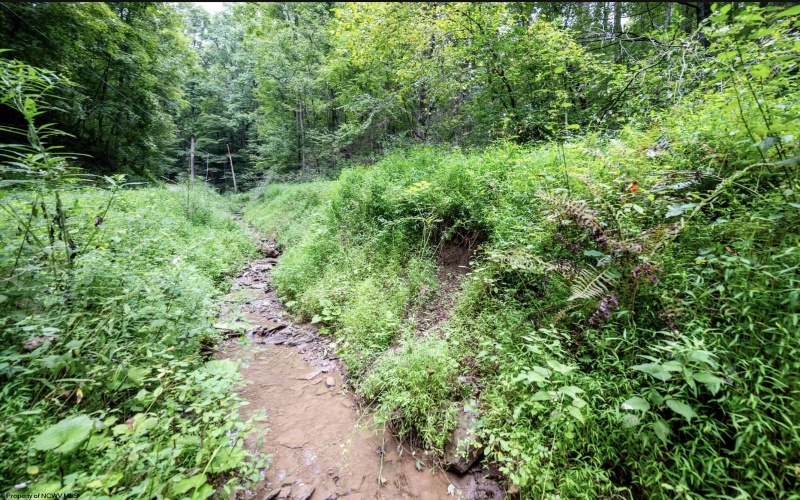 786 Wilson Run Road, Pine Grove, West Virginia 26419, 0 , 0 ,0,Lots/land,For Sale,Wilson Run,0,10166659