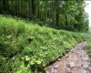 786 Wilson Run Road, Pine Grove, West Virginia 26419, 0 , 0 ,0,Lots/land,For Sale,Wilson Run,0,10166659