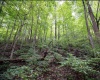 786 Wilson Run Road, Pine Grove, West Virginia 26419, 0 , 0 ,0,Lots/land,For Sale,Wilson Run,0,10166659