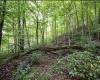 786 Wilson Run Road, Pine Grove, West Virginia 26419, 0 , 0 ,0,Lots/land,For Sale,Wilson Run,0,10166659