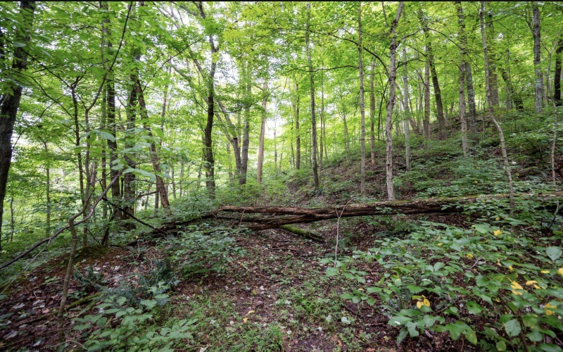 786 Wilson Run Road, Pine Grove, West Virginia 26419, 0 , 0 ,0,Lots/land,For Sale,Wilson Run,0,10166659