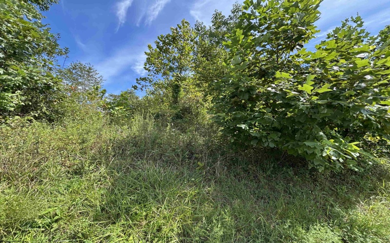 165 Merdian Road, Philippi, West Virginia 26416, 0 , 0 ,0,Lots/land,For Sale,Merdian,0,10166689