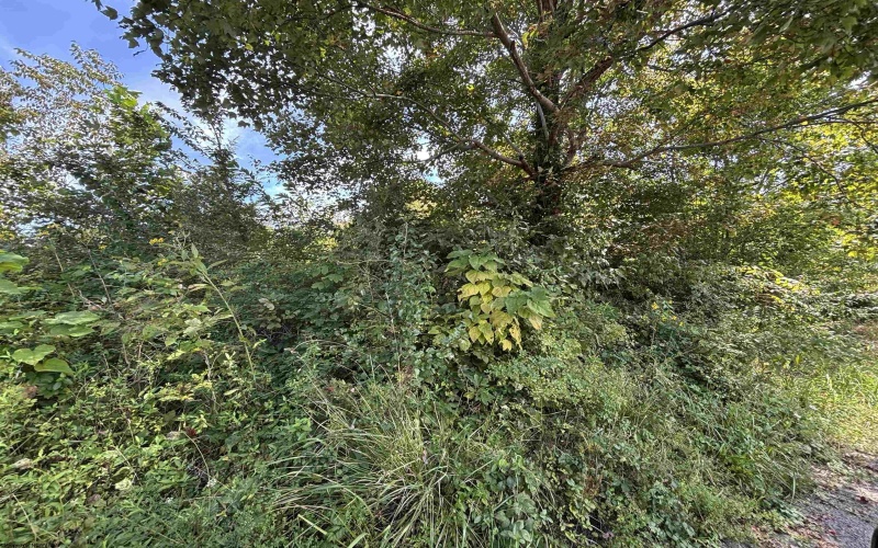 165 Merdian Road, Philippi, West Virginia 26416, 0 , 0 ,0,Lots/land,For Sale,Merdian,0,10166689