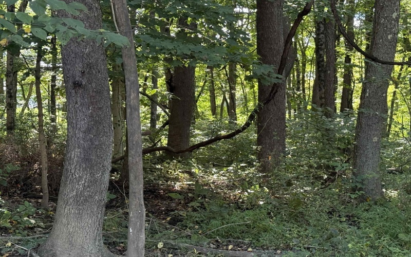 TBD Kimberly Lane, Kingwood, West Virginia 26537, 0 , 0 ,0,Lots/land,For Sale,Kimberly,0,10166723