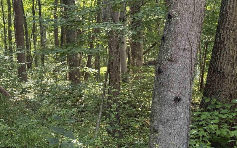 TBD Kimberly Lane, Kingwood, West Virginia 26537, 0 , 0 ,0,Lots/land,For Sale,Kimberly,0,10166723