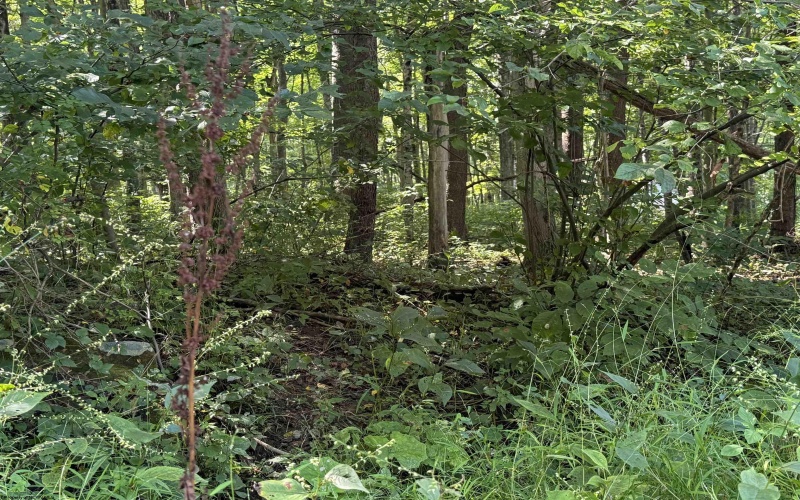 TBD Kimberly Lane, Kingwood, West Virginia 26537, 0 , 0 ,0,Lots/land,For Sale,Kimberly,0,10166723