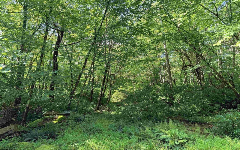 Lot 123 Redwood Drive, Terra Alta, West Virginia 26764, 0 , 0 ,0,Lots/land,For Sale,Redwood,0,10166753