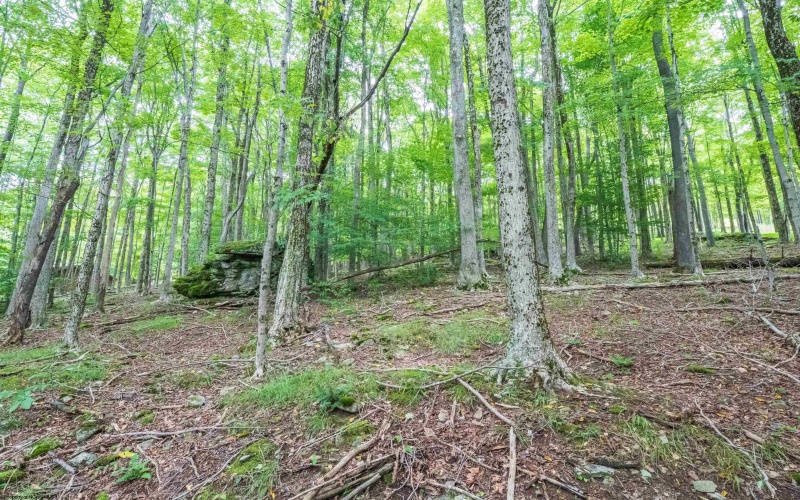 126 Mountainside Road, Davis, West Virginia 26260, 0 , 0 ,0,Lots/land,For Sale,Mountainside,0,10166764