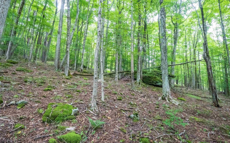 126 Mountainside Road, Davis, West Virginia 26260, 0 , 0 ,0,Lots/land,For Sale,Mountainside,0,10166764