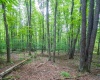 126 Mountainside Road, Davis, West Virginia 26260, 0 , 0 ,0,Lots/land,For Sale,Mountainside,0,10166764