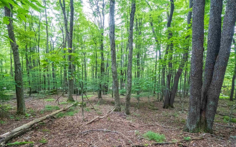 126 Mountainside Road, Davis, West Virginia 26260, 0 , 0 ,0,Lots/land,For Sale,Mountainside,0,10166764