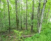 126 Mountainside Road, Davis, West Virginia 26260, 0 , 0 ,0,Lots/land,For Sale,Mountainside,0,10166764