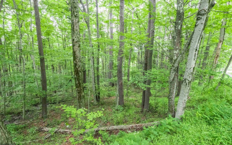 126 Mountainside Road, Davis, West Virginia 26260, 0 , 0 ,0,Lots/land,For Sale,Mountainside,0,10166764
