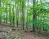 126 Mountainside Road, Davis, West Virginia 26260, 0 , 0 ,0,Lots/land,For Sale,Mountainside,0,10166764