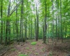 126 Mountainside Road, Davis, West Virginia 26260, 0 , 0 ,0,Lots/land,For Sale,Mountainside,0,10166764