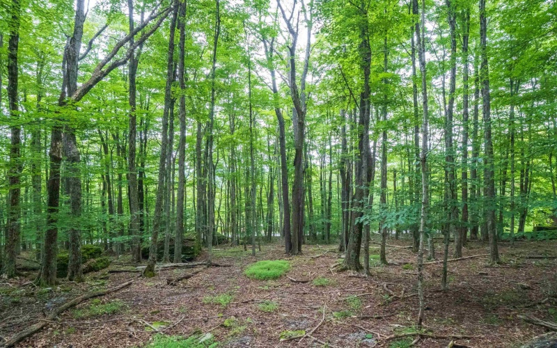 126 Mountainside Road, Davis, West Virginia 26260, 0 , 0 ,0,Lots/land,For Sale,Mountainside,0,10166764