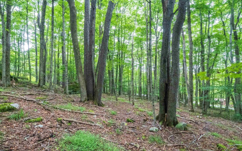 126 Mountainside Road, Davis, West Virginia 26260, 0 , 0 ,0,Lots/land,For Sale,Mountainside,0,10166764