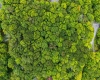 126 Mountainside Road, Davis, West Virginia 26260, 0 , 0 ,0,Lots/land,For Sale,Mountainside,0,10166764