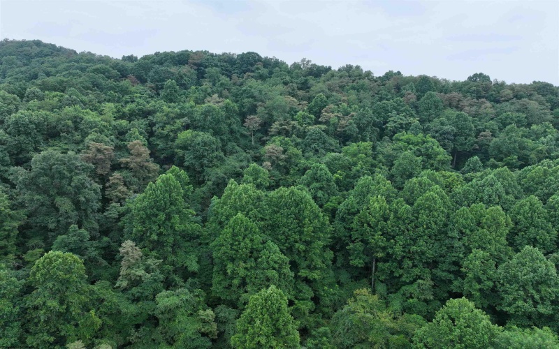 162 Sheets Hollow Road, Wana, West Virginia 26590, 0 , 0 ,0,Lots/land,For Sale,Sheets Hollow,0,10166758