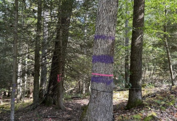 Lot 7 Possum Hollow Road, Terra Alta, West Virginia 26764, 0 , 0 ,0,Lots/land,For Sale,Possum Hollow,0,10166772