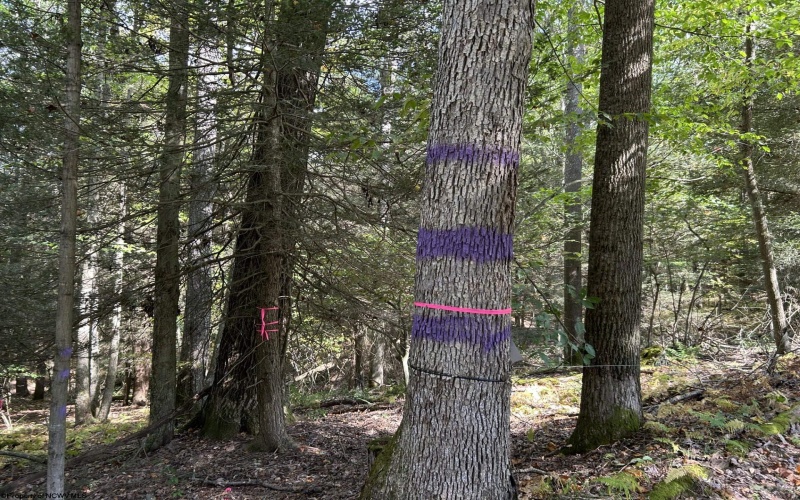 Lot 7 Possum Hollow Road, Terra Alta, West Virginia 26764, 0 , 0 ,0,Lots/land,For Sale,Possum Hollow,0,10166772