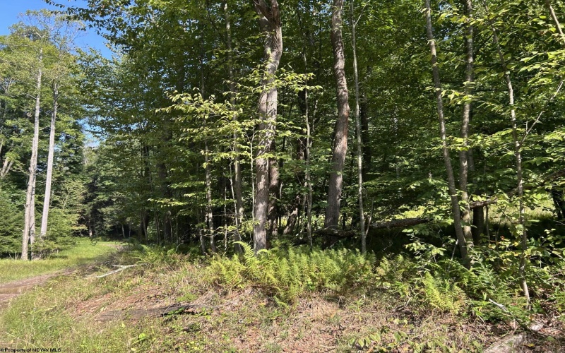 Lot 7 Possum Hollow Road, Terra Alta, West Virginia 26764, 0 , 0 ,0,Lots/land,For Sale,Possum Hollow,0,10166772