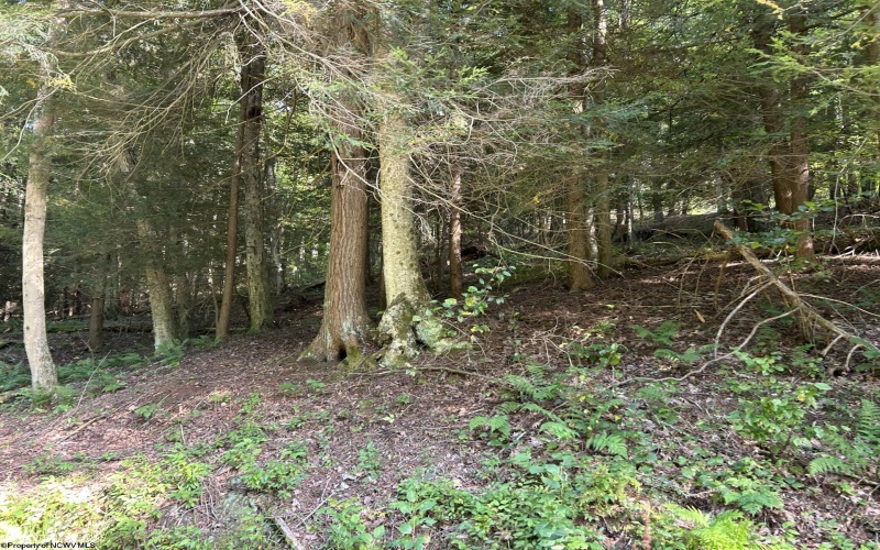 Lot 7 Possum Hollow Road, Terra Alta, West Virginia 26764, 0 , 0 ,0,Lots/land,For Sale,Possum Hollow,0,10166772