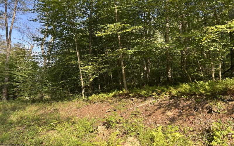 Lot 7 Possum Hollow Road, Terra Alta, West Virginia 26764, 0 , 0 ,0,Lots/land,For Sale,Possum Hollow,0,10166772