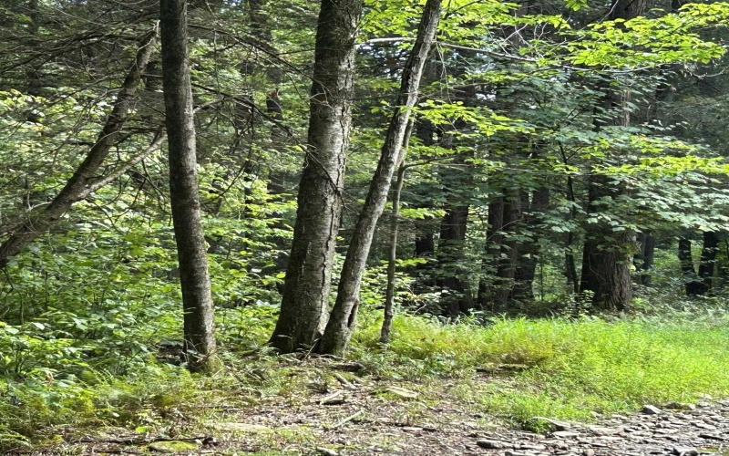 Lot 9 Possum Hollow Road, Terra Alta, West Virginia 26764, 0 , 0 ,0,Lots/land,For Sale,Possum Hollow,0,10166773