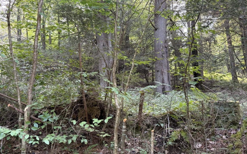 Lot 11 Copper Head Road, Terra Alta, West Virginia 26764, 0 , 0 ,0,Lots/land,For Sale,Copper Head,0,10166776
