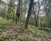 Lots 65 & 66 Gentian Court, Terra Alta, West Virginia 26764, 0 , 0 ,0,Lots/land,For Sale,Gentian,0,10166794