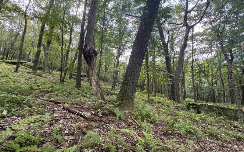 Lots 65 & 66 Gentian Court, Terra Alta, West Virginia 26764, 0 , 0 ,0,Lots/land,For Sale,Gentian,0,10166794