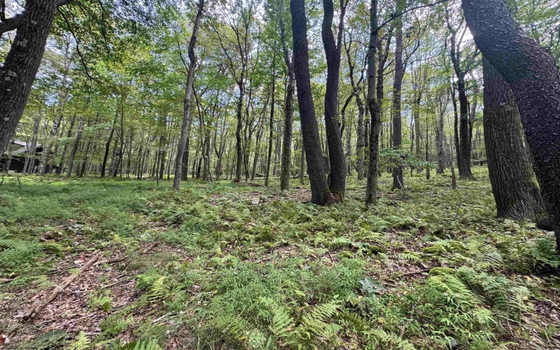Lots 65 & 66 Gentian Court, Terra Alta, West Virginia 26764, 0 , 0 ,0,Lots/land,For Sale,Gentian,0,10166794