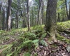 Lots 65 & 66 Gentian Court, Terra Alta, West Virginia 26764, 0 , 0 ,0,Lots/land,For Sale,Gentian,0,10166794