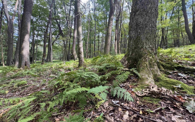 Lots 65 & 66 Gentian Court, Terra Alta, West Virginia 26764, 0 , 0 ,0,Lots/land,For Sale,Gentian,0,10166794