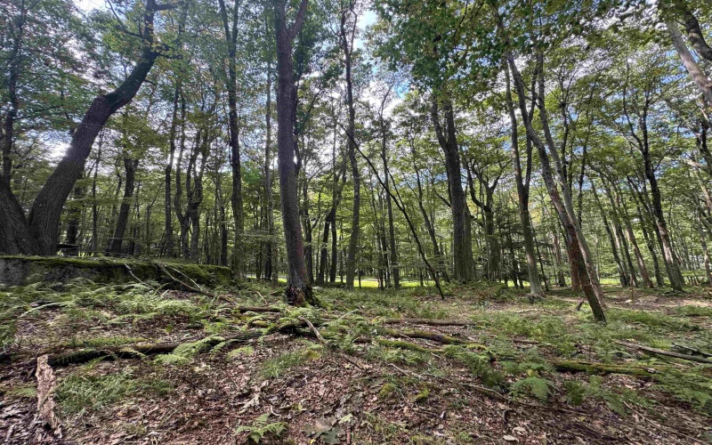 Lots 65 & 66 Gentian Court, Terra Alta, West Virginia 26764, 0 , 0 ,0,Lots/land,For Sale,Gentian,0,10166794