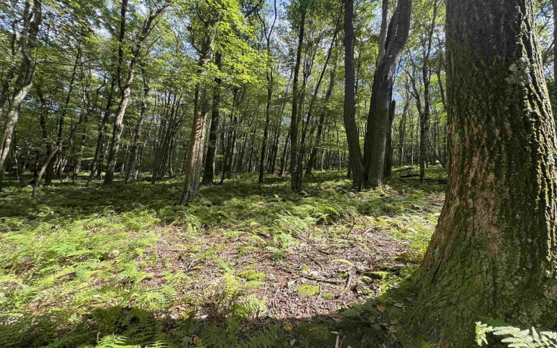 Lots 65 & 66 Gentian Court, Terra Alta, West Virginia 26764, 0 , 0 ,0,Lots/land,For Sale,Gentian,0,10166794