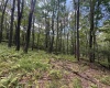 Lots 65 & 66 Gentian Court, Terra Alta, West Virginia 26764, 0 , 0 ,0,Lots/land,For Sale,Gentian,0,10166794