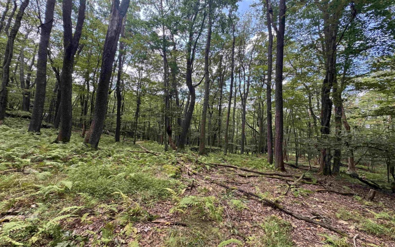 Lots 65 & 66 Gentian Court, Terra Alta, West Virginia 26764, 0 , 0 ,0,Lots/land,For Sale,Gentian,0,10166794
