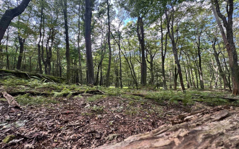 Lots 65 & 66 Gentian Court, Terra Alta, West Virginia 26764, 0 , 0 ,0,Lots/land,For Sale,Gentian,0,10166794