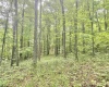 TBD Big Pigeon Road, Procious, West Virginia 25164, 0 , 0 ,0,Lots/land,For Sale,Big Pigeon,0,10166801