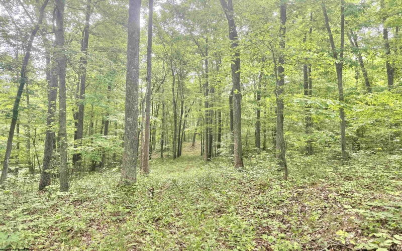 TBD Big Pigeon Road, Procious, West Virginia 25164, 0 , 0 ,0,Lots/land,For Sale,Big Pigeon,0,10166801
