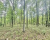 TBD Big Pigeon Road, Procious, West Virginia 25164, 0 , 0 ,0,Lots/land,For Sale,Big Pigeon,0,10166801