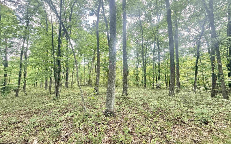TBD Big Pigeon Road, Procious, West Virginia 25164, 0 , 0 ,0,Lots/land,For Sale,Big Pigeon,0,10166801