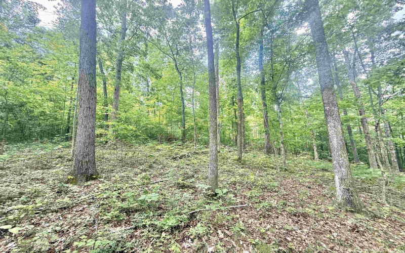 TBD Big Pigeon Road, Procious, West Virginia 25164, 0 , 0 ,0,Lots/land,For Sale,Big Pigeon,0,10166801