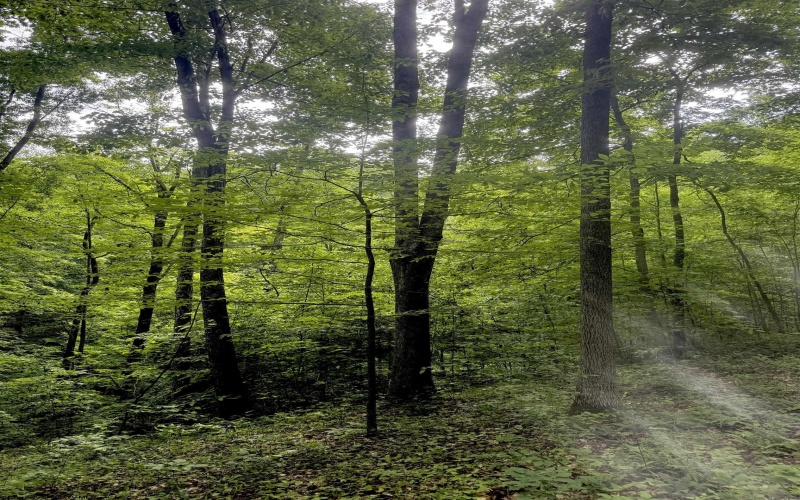 TBD Big Pigeon Road, Procious, West Virginia 25164, 0 , 0 ,0,Lots/land,For Sale,Big Pigeon,0,10166801