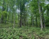 TBD Big Pigeon Road, Procious, West Virginia 25164, 0 , 0 ,0,Lots/land,For Sale,Big Pigeon,0,10166801