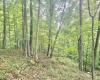 TBD Big Pigeon Road, Procious, West Virginia 25164, 0 , 0 ,0,Lots/land,For Sale,Big Pigeon,0,10166801