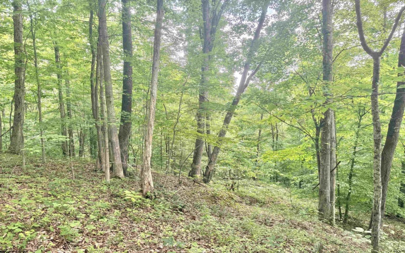 TBD Big Pigeon Road, Procious, West Virginia 25164, 0 , 0 ,0,Lots/land,For Sale,Big Pigeon,0,10166801