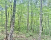 TBD Big Pigeon Road, Procious, West Virginia 25164, 0 , 0 ,0,Lots/land,For Sale,Big Pigeon,0,10166801